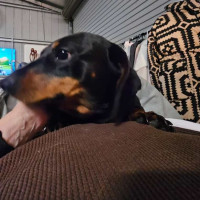 Photo of Bonni