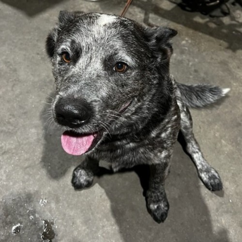 Storm - Australian Cattle Dog