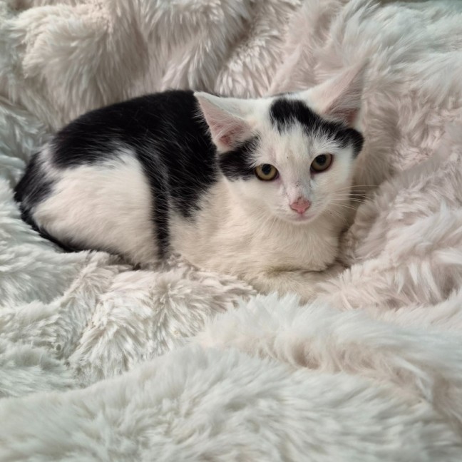 Photo of Levi