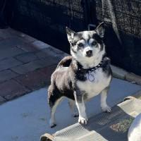Photo of Jasper 😍 8yo, Chihuahua (On Trial 2/8/24)