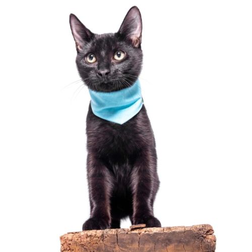 Panther - Domestic Short Hair Cat