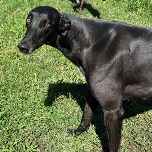 Noah - Greyhound Dog