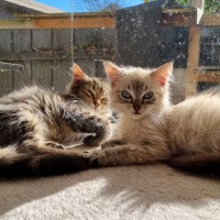 Photo of Waffle