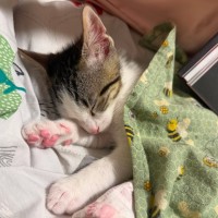 Photo of Jaffa