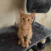 Photo of Pumpkin🎃