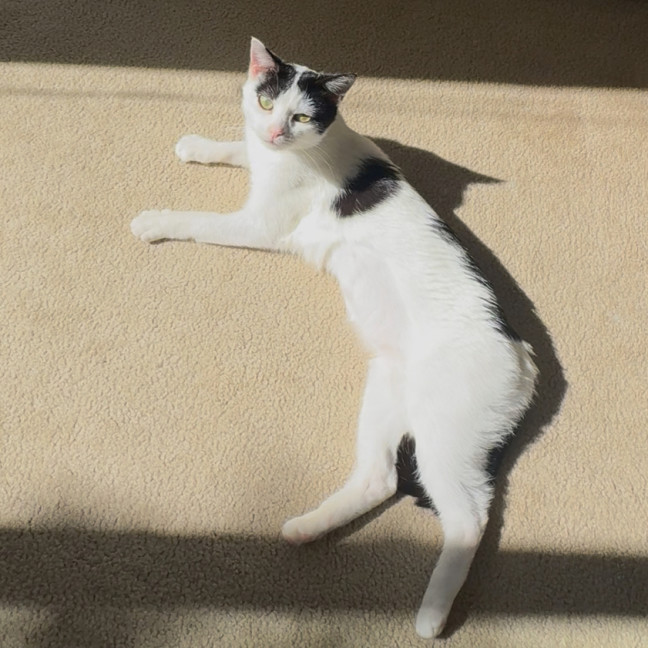 Photo of Ariana Grande