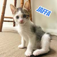 Photo of Jaffa