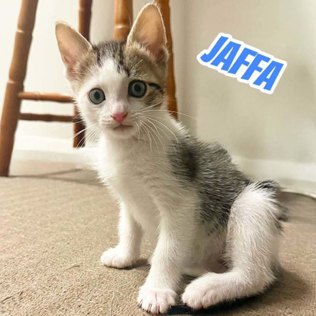 Photo of Jaffa