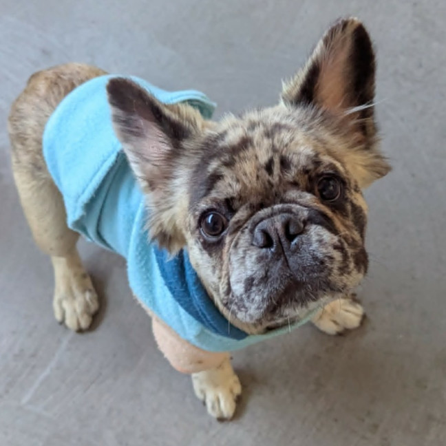 Photo of Teddy