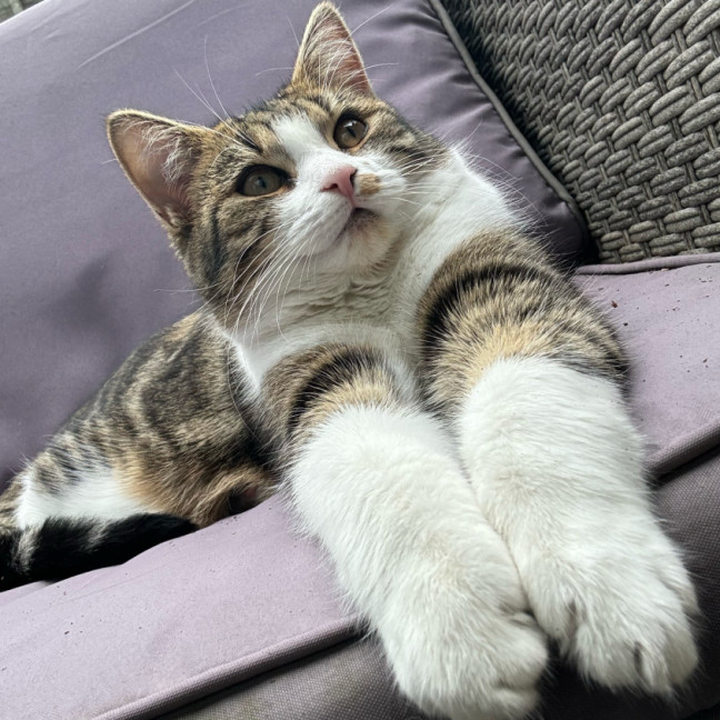 Photo of Neeko & Mira 💙🌷