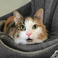 Photo of Primrose (Located In Wantirna South)