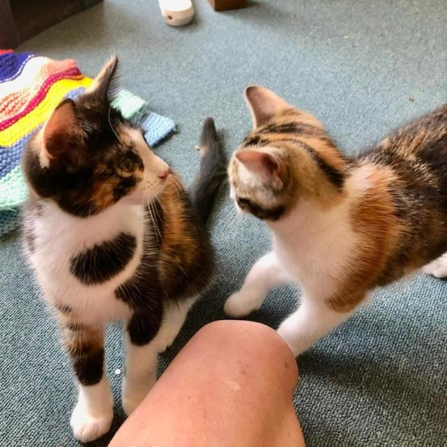 Photo of Haya & Sama