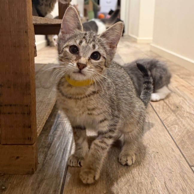 Photo of Noodle Svetlana