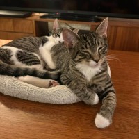 Photo of Chad   Meet Me @ Petstock Prahran 29/3!