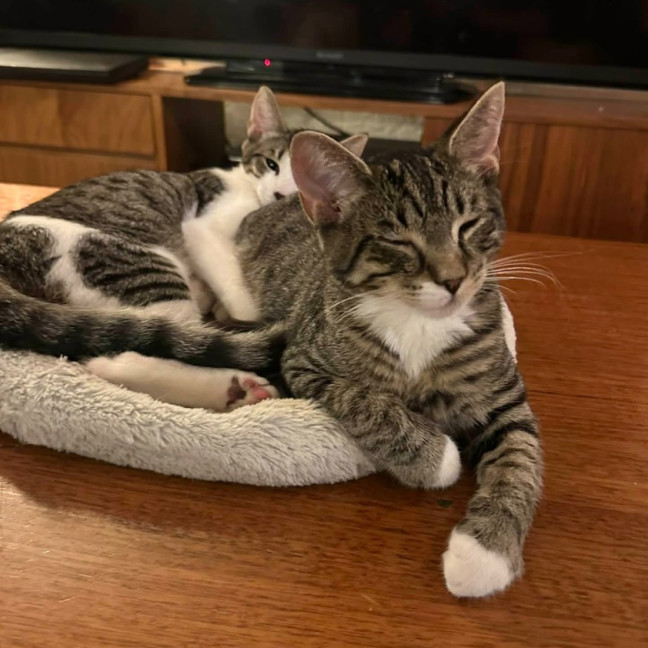 Photo of Chad   Meet Me @ Petstock Prahran 29/3!