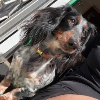 Photo of Ditsy