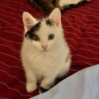 Photo of Smudge