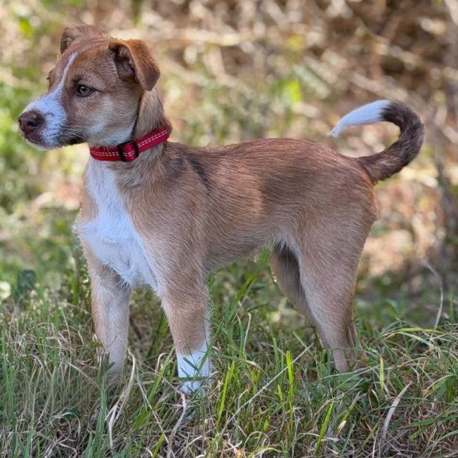 Photo of Soxy