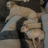 Photo of Pepper 
