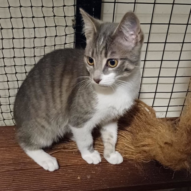 Photo of Messi ** 2nd Chance Cat Rescue**