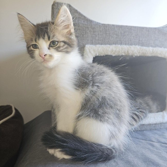 Photo of Femi **2nd Chance Cat Rescue**