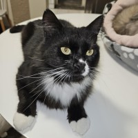 Photo of Boeing **2nd Chance Cat Rescue**
