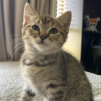 Photo of Katara **2nd Chance Cat Rescue**