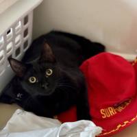 Photo of Callum **2nd Chance Cat Rescue**