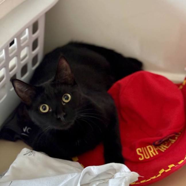 Photo of Callum **2nd Chance Cat Rescue**