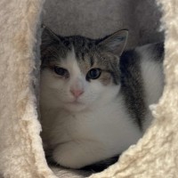 Photo of Brett **2nd Chance Cat Rescue**