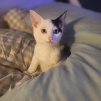 Photo of March ** 2nd Chance Cat Rescue**