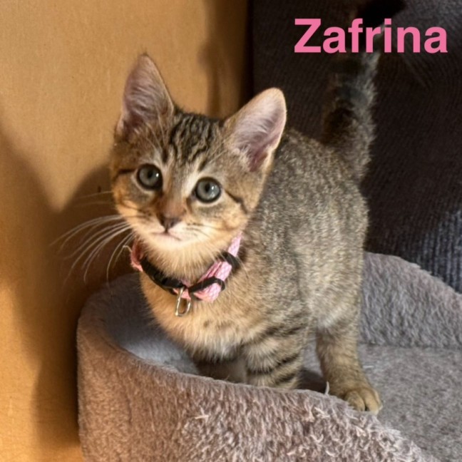 Photo of Zafrina ** 2nd Chance Cat Rescue**