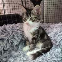 Photo of Hermes Conrad **2nd Chance Cat Rescue**