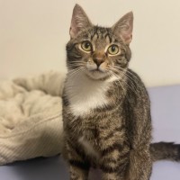 Photo of Mitski **2nd Chance Cat Rescue**