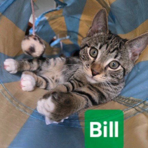 Bill - Domestic Short Hair (DSH) Cat