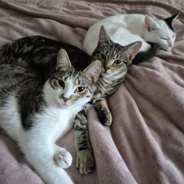 Photo of Rome **2nd Chance Cat Rescue**