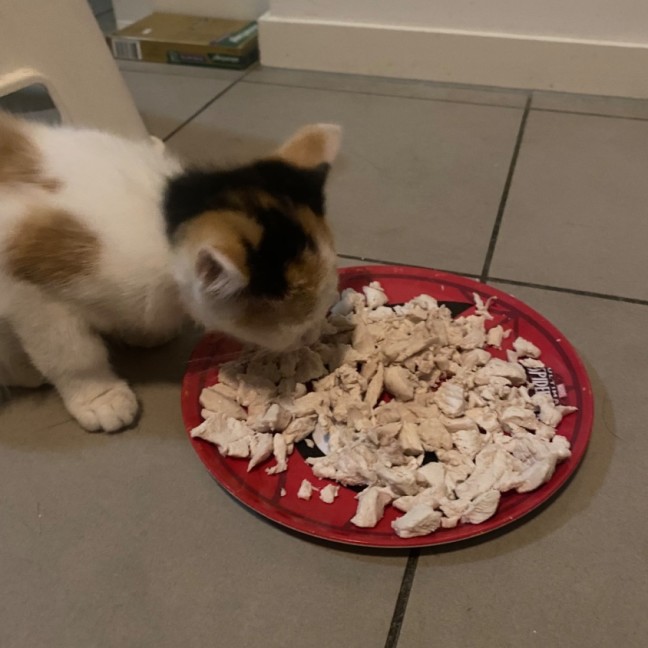 Photo of Lyla **2nd Chance Cat Rescue**