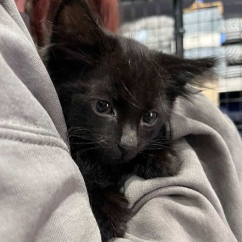 $250 Uncle Blackie - Domestic Long Hair (DLH) Cat