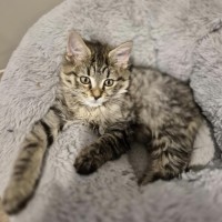 Photo of Jordan **2nd Chance Cat Rescue**