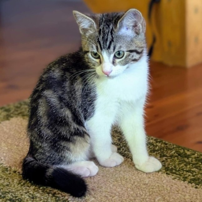 Photo of Orion **2nd Chance Cat Rescue**