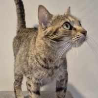 Photo of Agatha ** 2nd Chance Cat Rescue **