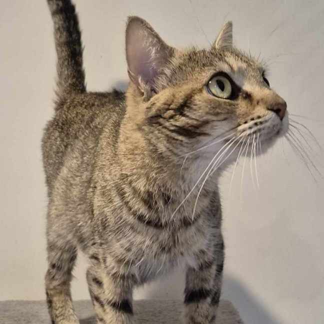 Photo of Agatha ** 2nd Chance Cat Rescue **