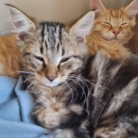 Photo of Whiskey **2nd Chance Cat Rescue**