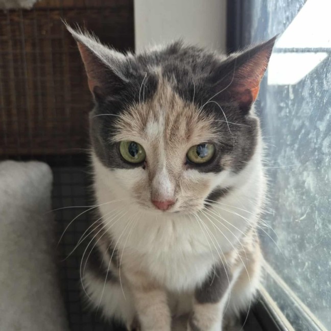 Photo of Claire **2nd Chance Cat Rescue**