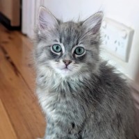 Photo of Stella **2nd Chance Cat Rescue**