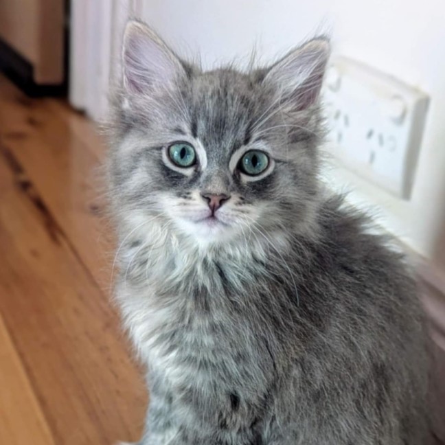 Photo of Stella **2nd Chance Cat Rescue**