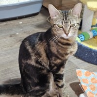 Photo of Debbie **2nd Chance Cat Rescue**