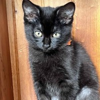 Photo of Ink **2nd Chance Cat Rescue**