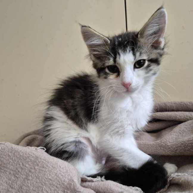 Photo of Miss Howell **2nd Chance Cat Rescue**