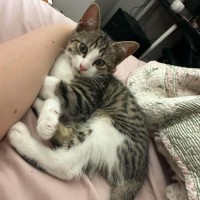 Photo of Monty ** 2nd Chance Cat Rescue**